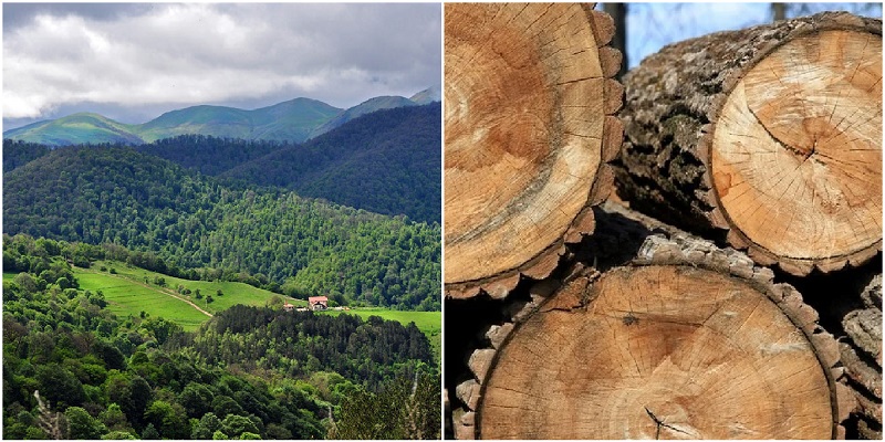 Ապօրինի անտառահատումները ՀՀ-ում շարունակվում են․ 2022 հունիսի 1-ի դրությամբ հայտնաբերվել է ապօրինի հատված 1299 ծառ․ ովքեր են հատում անտառը, և որն է արդյունավետ մեխանիզմն այս խնդրի դեմ պայքարում