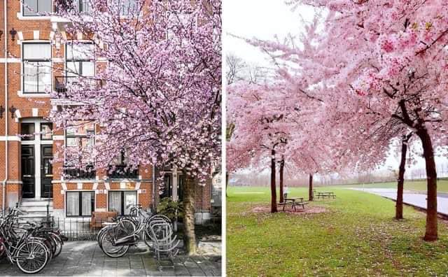 Սակուրա՝ շուտով նաեւ Երեւանը կունենա իր փոքրիկ հրաշքը