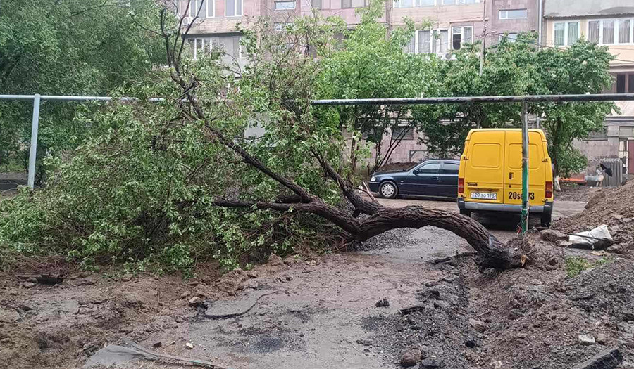 Երևանում վերջին 6 ամսում ավելի քան 100 ծառ է տապալվել. քաղաքապետարան